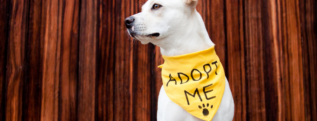 Why Adopting a Pet Is So Much More Rewarding