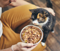pet cat tasting cat food