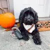 Doggie Walk Duffel Delux Black Faux Leather