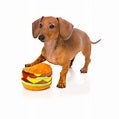 FuzzYard Hamburger
