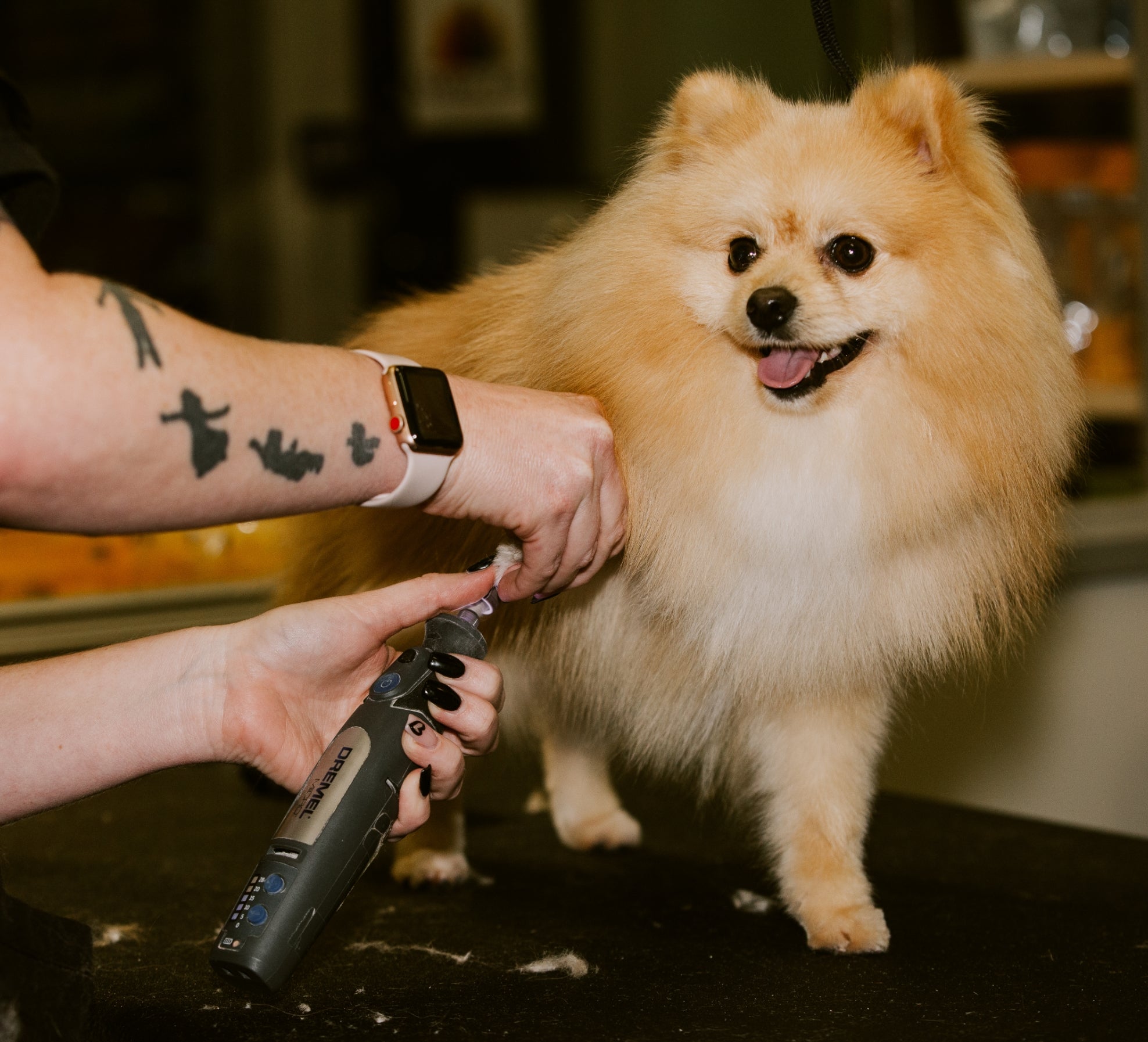 DirtyDogs