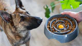 Messy Mutts Interactive Slow Feeder Bowl