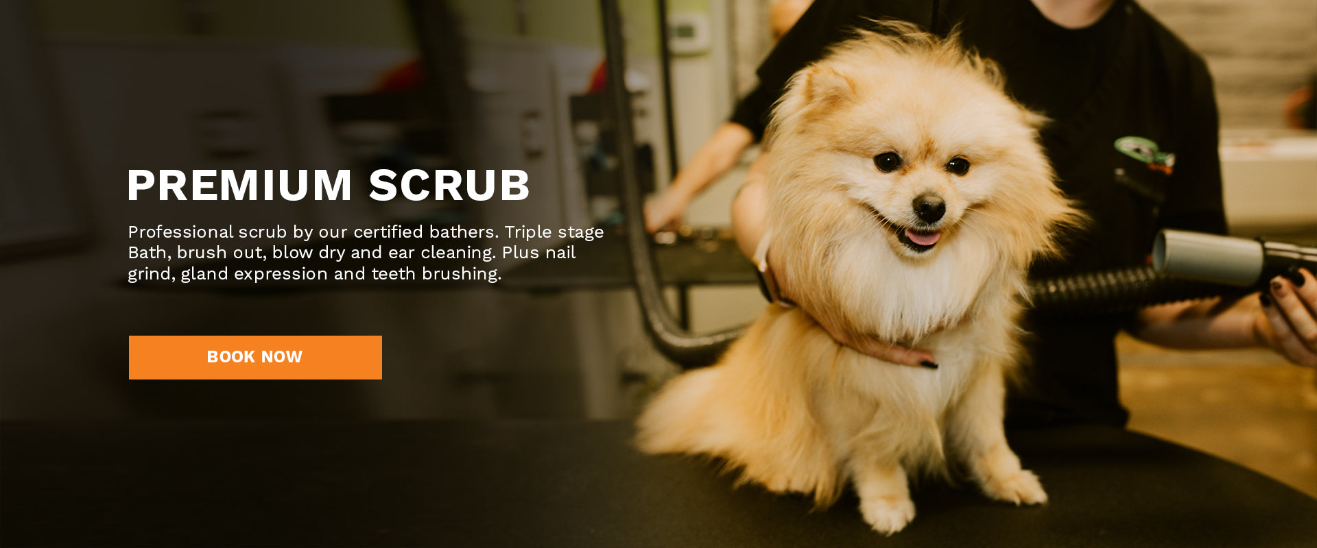 Premium Dog Scrub San Diego County