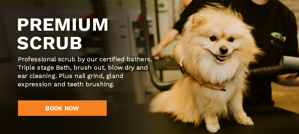 Premium Dog Scrub San Diego County