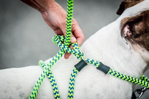 Harness & Lead Peacock