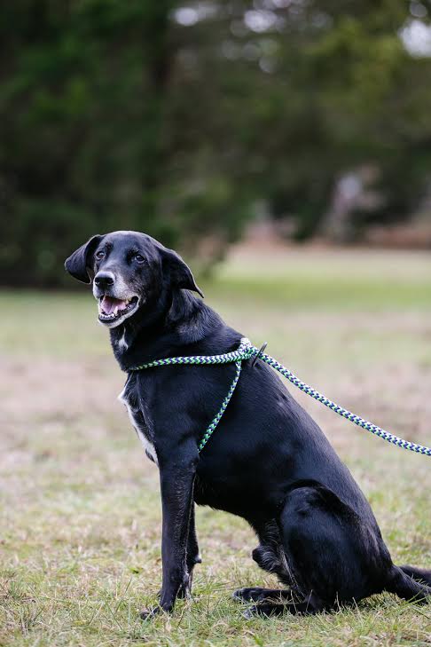 Harness & Lead Peacock