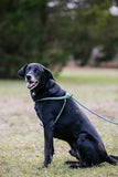Harness & Lead Peacock