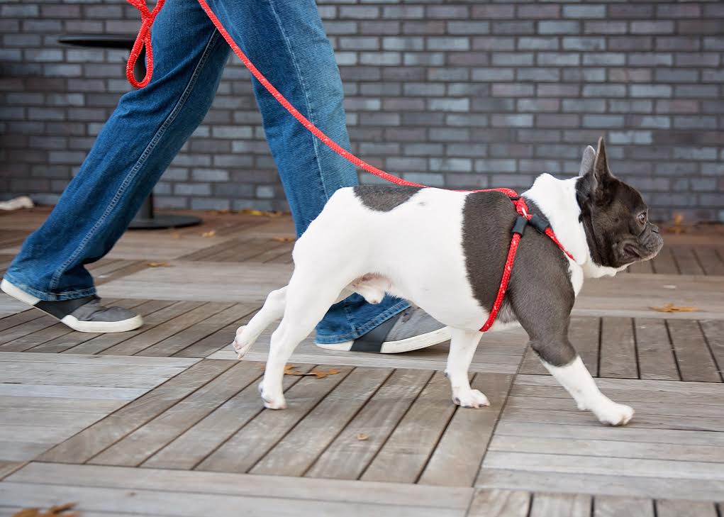 Harness & Lead Red