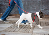 Harness & Lead Red