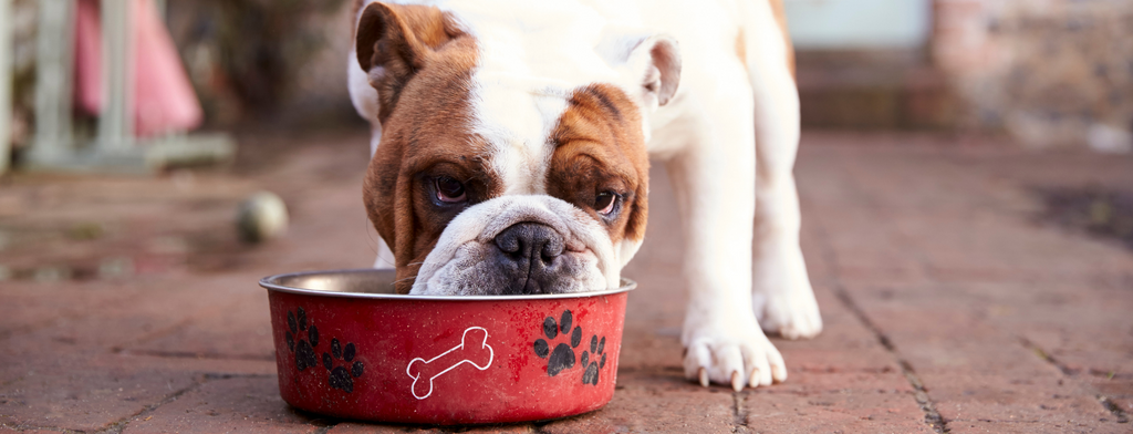 How to Transition Your Dog's Food