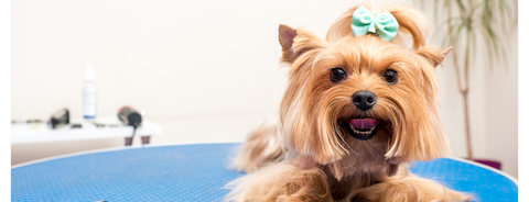 Best Dog Groomer in San Diego: Book with Dirty Dogs
