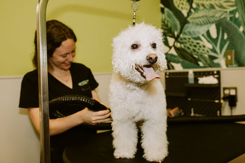 Why Pets Love Cage-Free Dog Grooming San Diego More