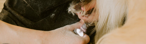 Benefits of Trimming Your Pet's Nails