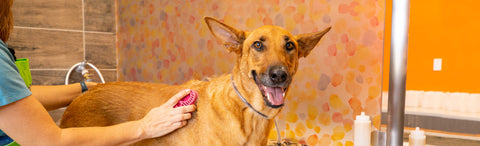 Self-Serve Dog Washing Benefits