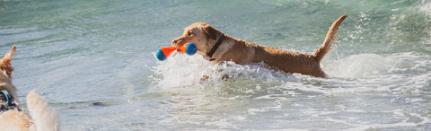 dog beach dog wash san diego