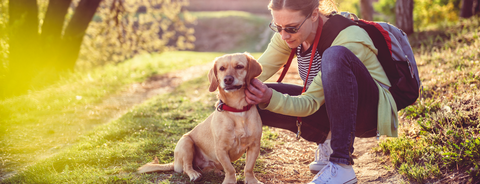 How To Keep Your Dog Flea Free