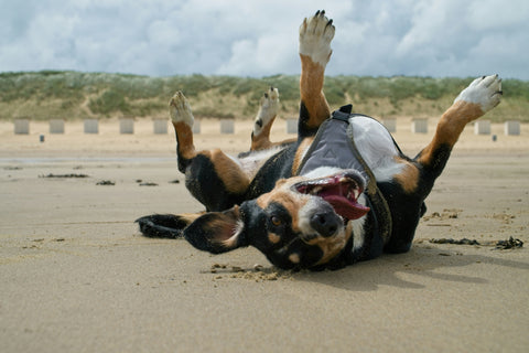 Leaving the Dog Beach? Wash Your Pup at Dirty Dogs in San Diego