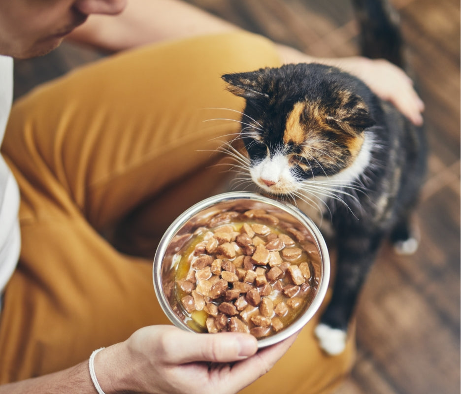 pet cat tasting cat food