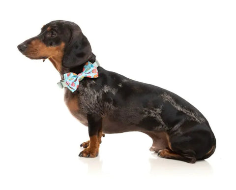 FuzzYard Bowtie You Drive Me Glazy