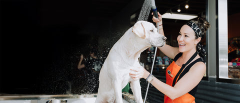 Cage-free dog grooming at Dirty Dogs San Diego – happy white dog being bathed