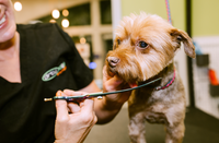 small dog getting groomed