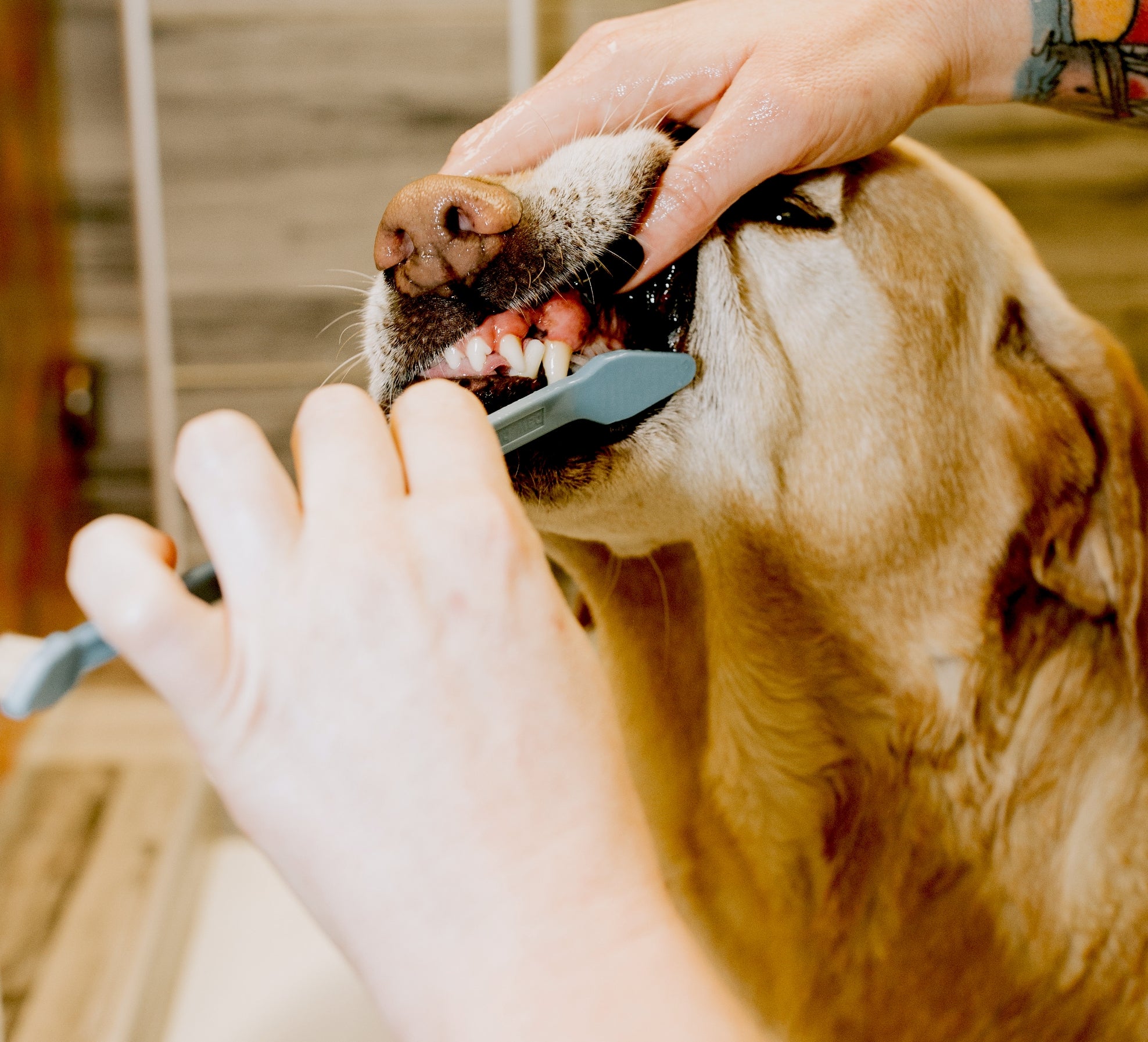 Mastering the Pawdicure: How to Maintain Your Dog's Nails and Paws -  District Dogs