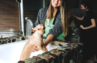 small dog in a bath tub