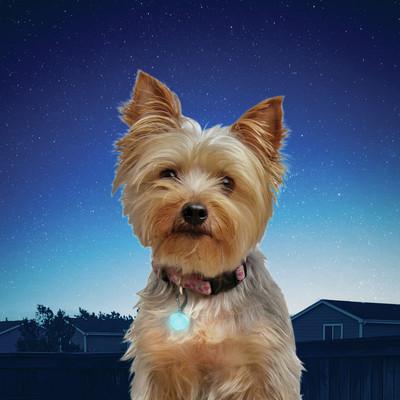 Nite Ize Spotlit L.E.D Blue