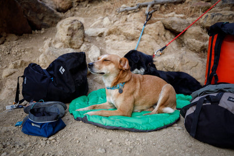 Ruffwear Knot-A-Collar Glacial Blue