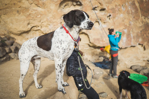 Ruffwear Knot-A-Collar Red Currant