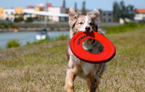 Ruffwear Hydro Plane Red Currant XL - DISC