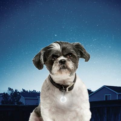 Nite Ize Petlit L.E.D Jewel