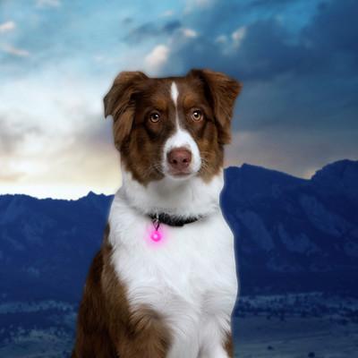 Nite Ize Petlit LED Pink Jewel