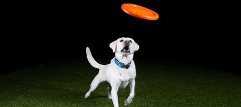 Cycle Dog Flyer Orange MD