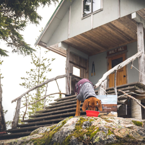 Open Farm Freeze Dried Lamb