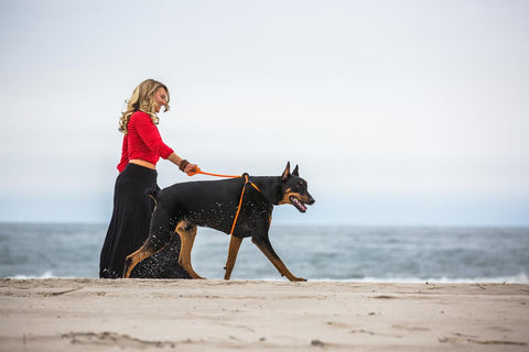 Harness & Lead Orange Reflective