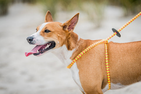Harness & Lead Lotus