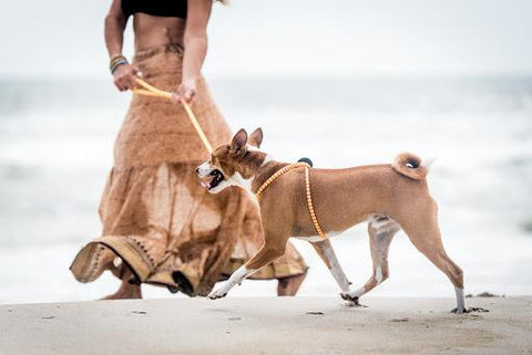 Harness & Lead Lotus