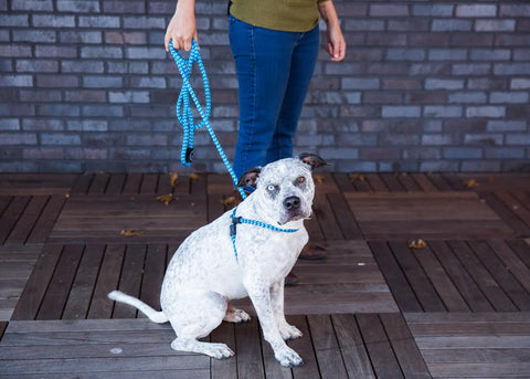 Harness & Lead Blue