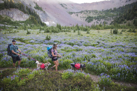 Ruffwear Slackline Leash Meadow Green - DISC