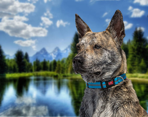Wigzi Water-Proof Collar Blue