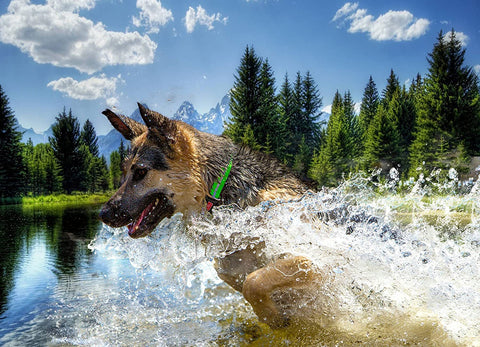 Wigzi Water-Proof Collar Green