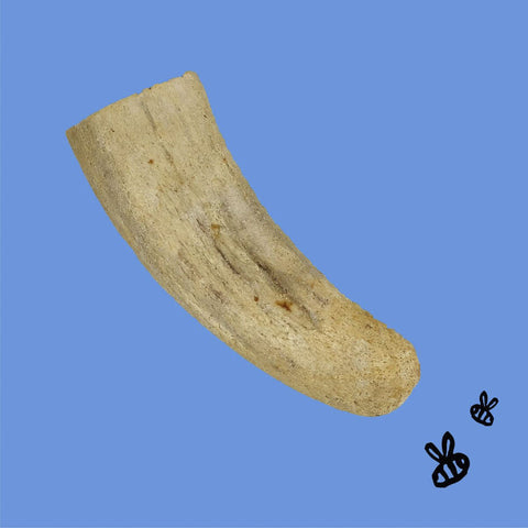 Honey Im Home Buffalo Horn Core