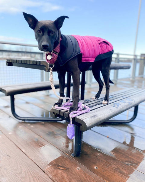 DISCONTINUED Doggie Walk Duffel Purple Southwest