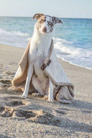 Tall Tails Micro Sherpa Blanket Cream 30 x 40