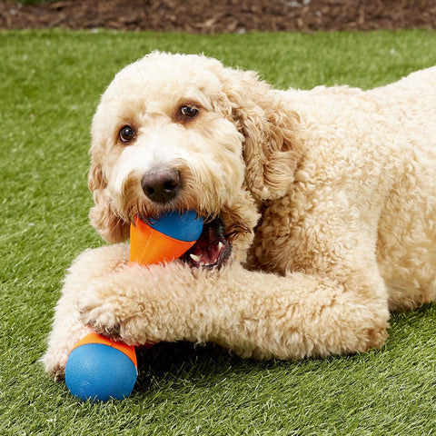 ChuckIt Tri-Bumper MD