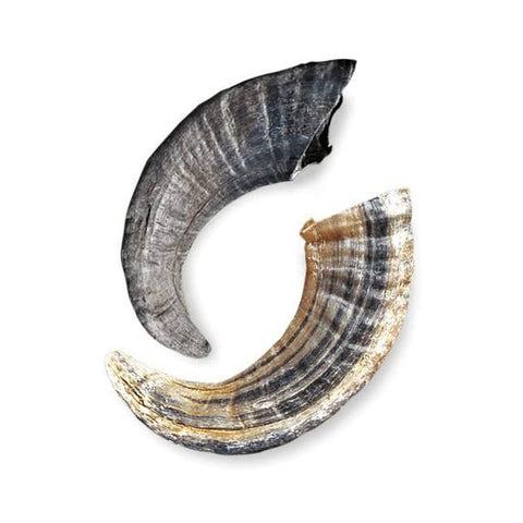 Icelandic+ Lamb Horn