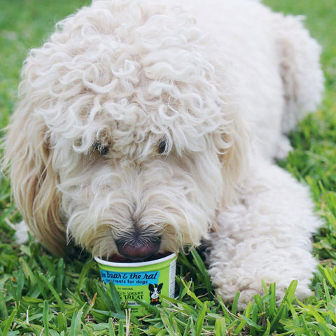 Bear & Rat Frozen Yogurt Goat Milk