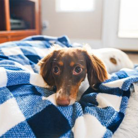 Tall Tails Fleece Blanket Navy Plaid 30 x 40 MD